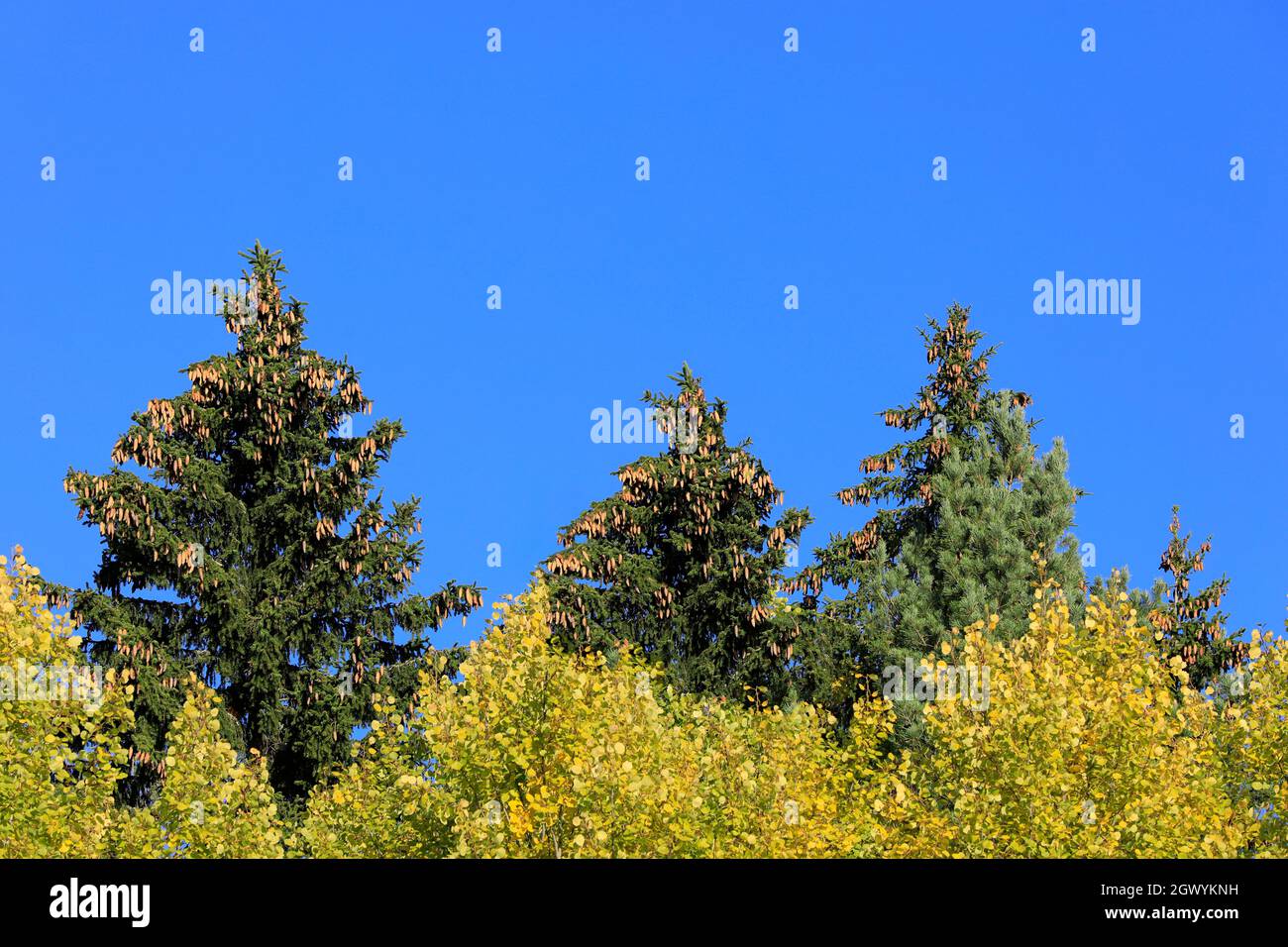 Picea abies, spruce tree tops with lots of cones against blue sky on a sunny day. Aspen trees have a vibrant yellow color. Finland, September 2021. Stock Photo
