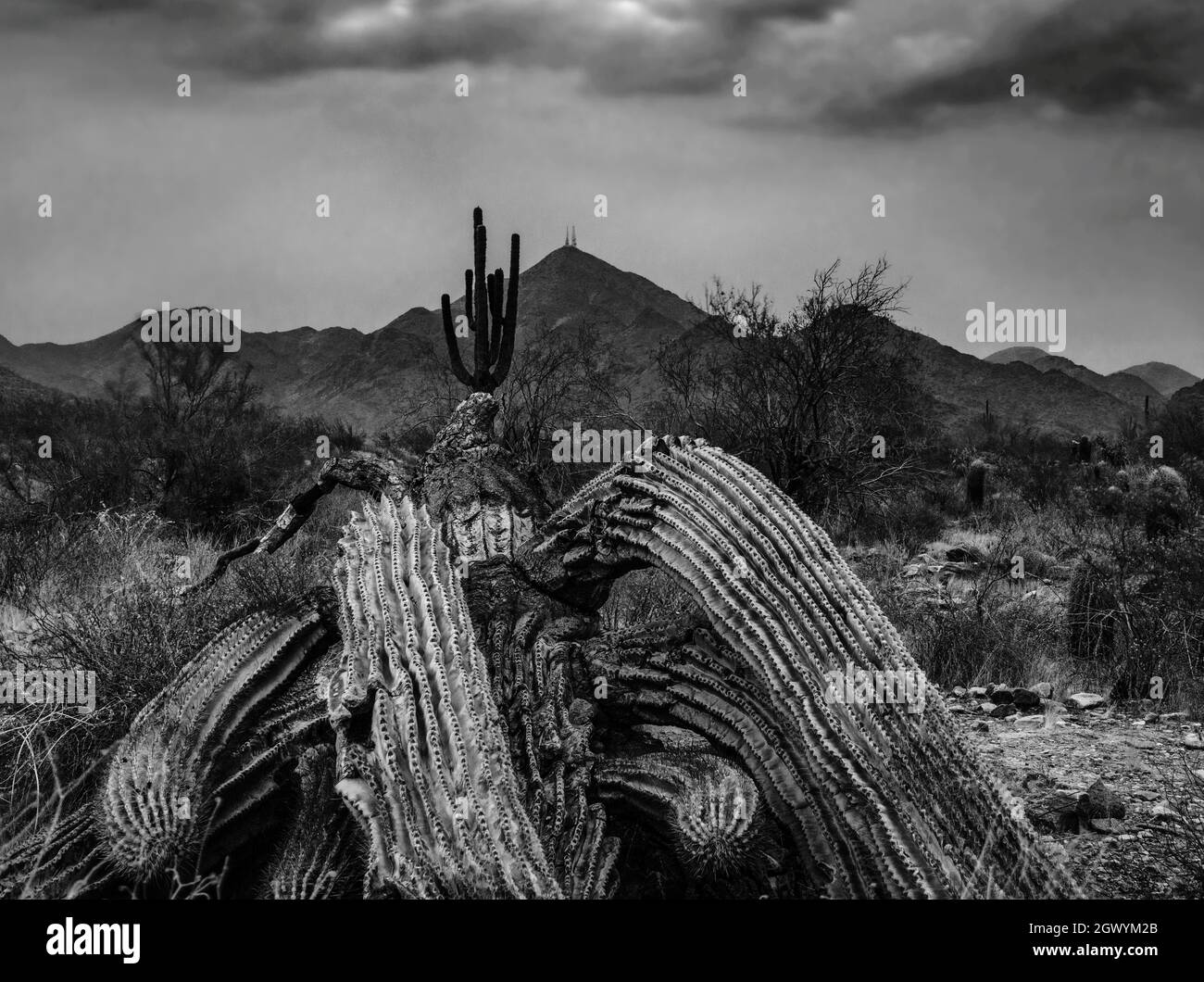 Scenic View Of Desert With Fallen Saguaro Cactus Against Sky And Mountains. Stock Photo