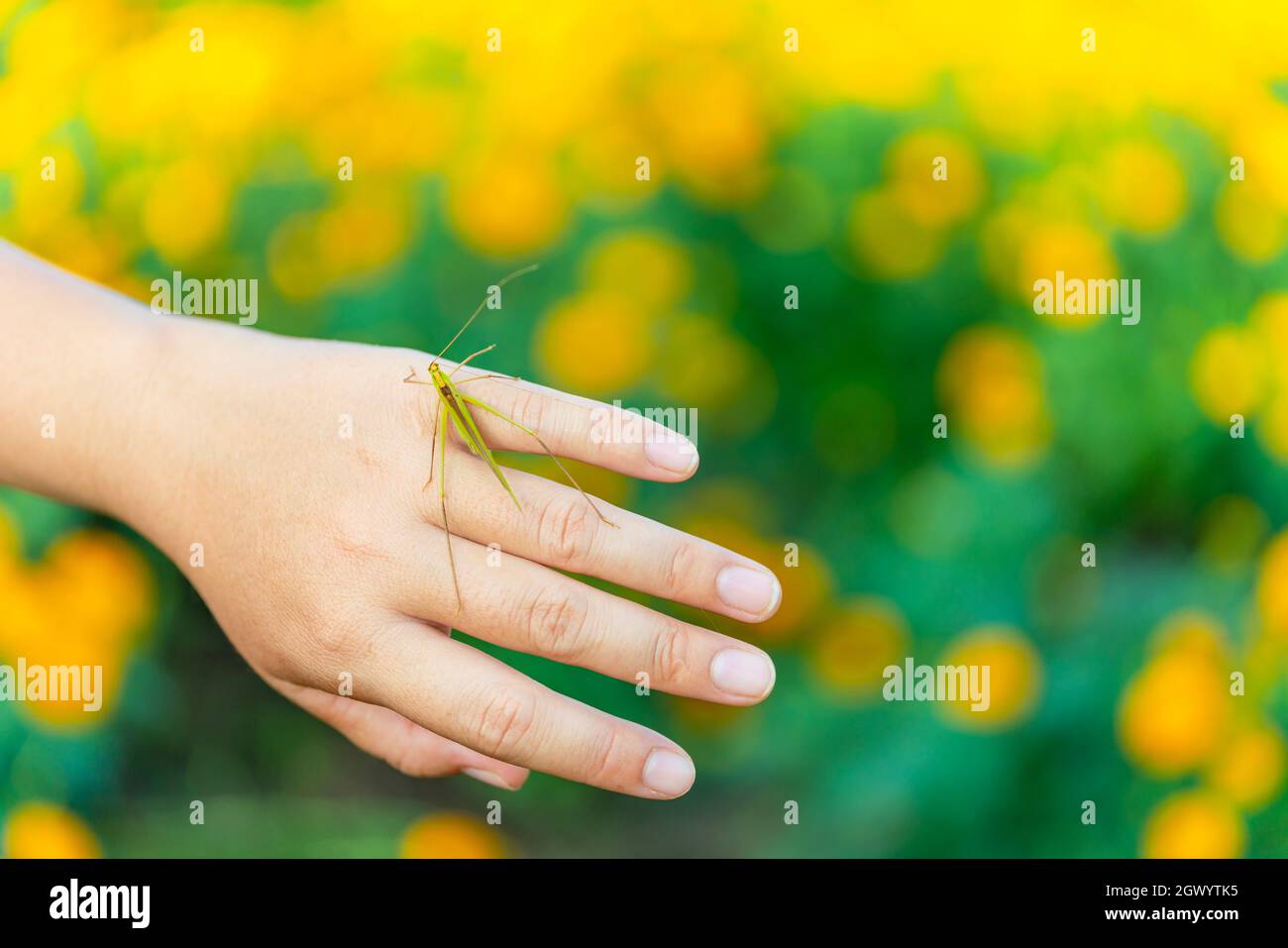 Close-up Of Insect On Hand Over Marigold Field Stock Photo