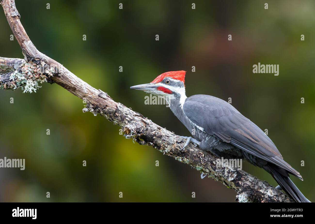 A male pileated woodpecker '  Dryocopus pileatus ' perches on a branch looking for food. Stock Photo
