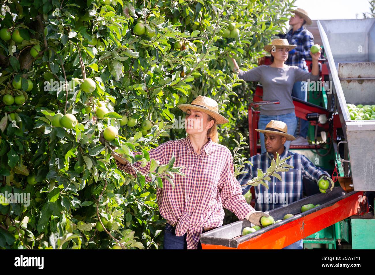 Workers harvesting ripe apples using sorting machine Stock Photo