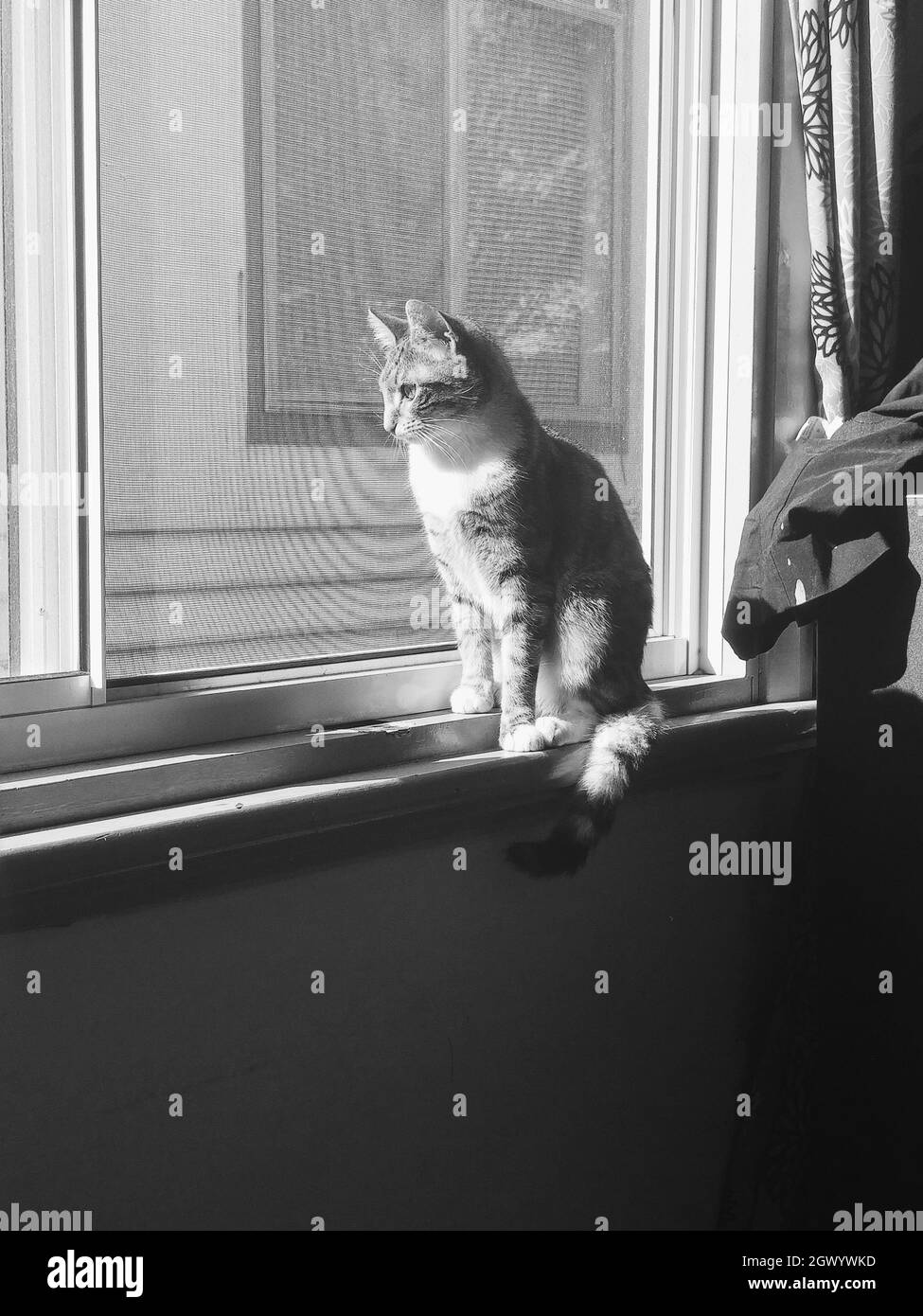 Cat Sitting On Window Sill At Home Stock Photo Alamy