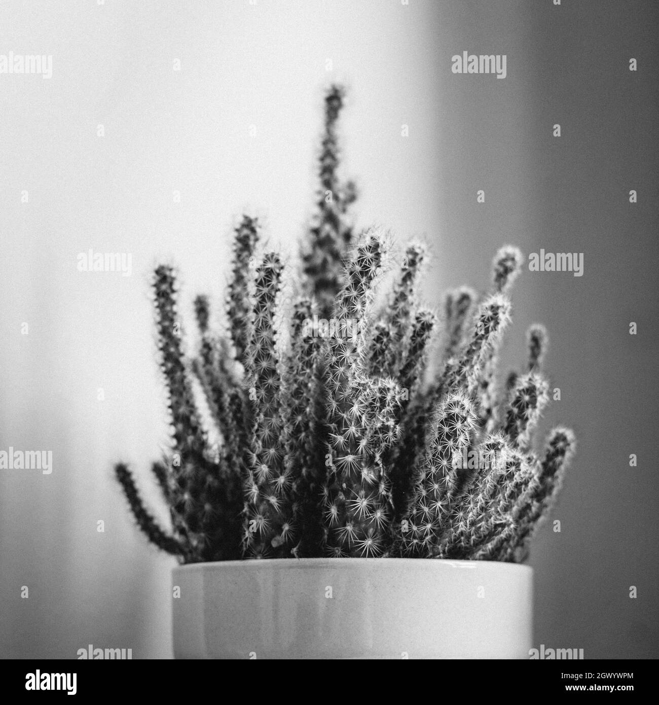 Cactus in container Black and White Stock Photos & Images Alamy