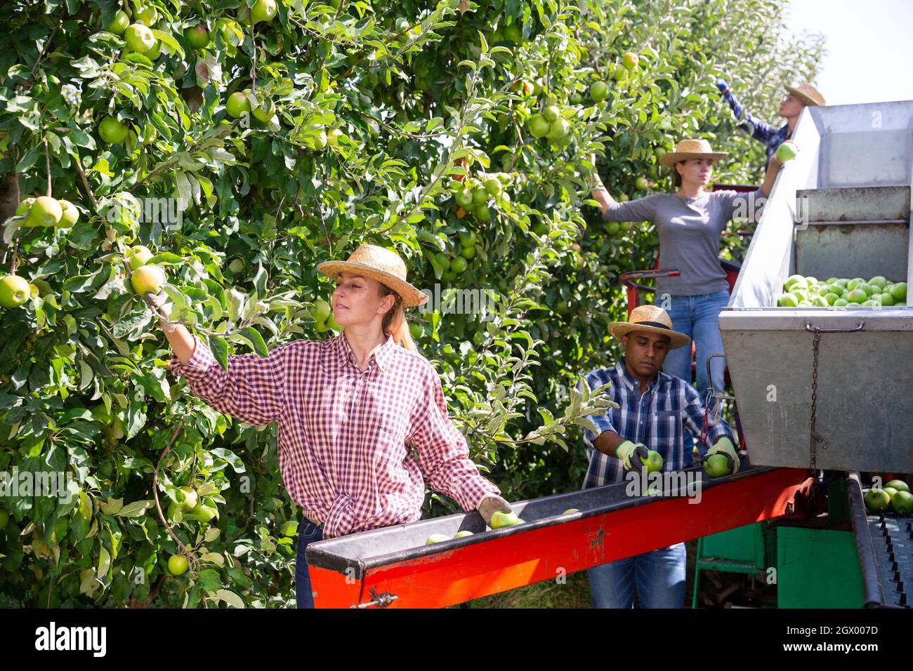 Workers harvesting ripe apples using sorting machine Stock Photo