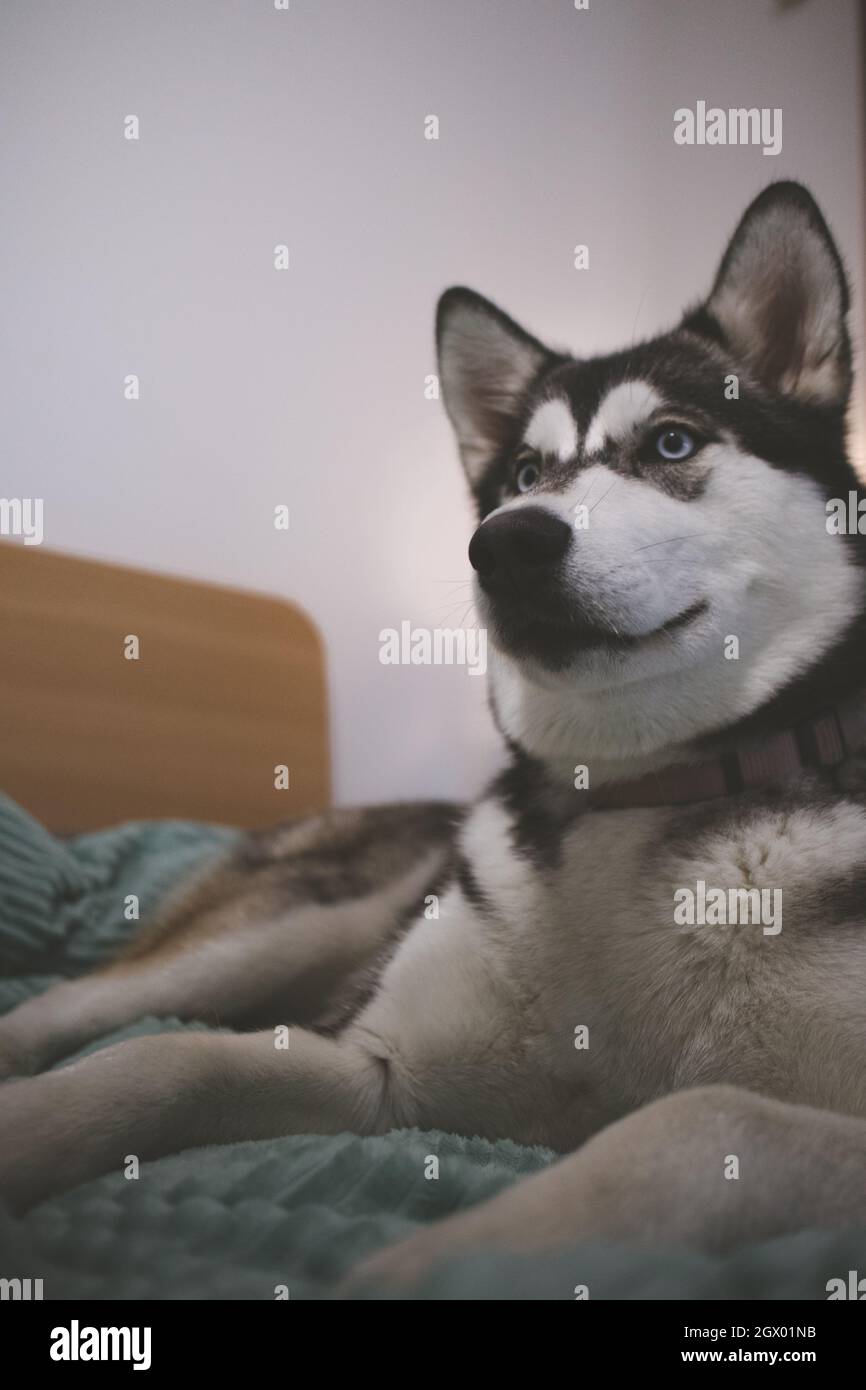 Why Does My Dog Look Away