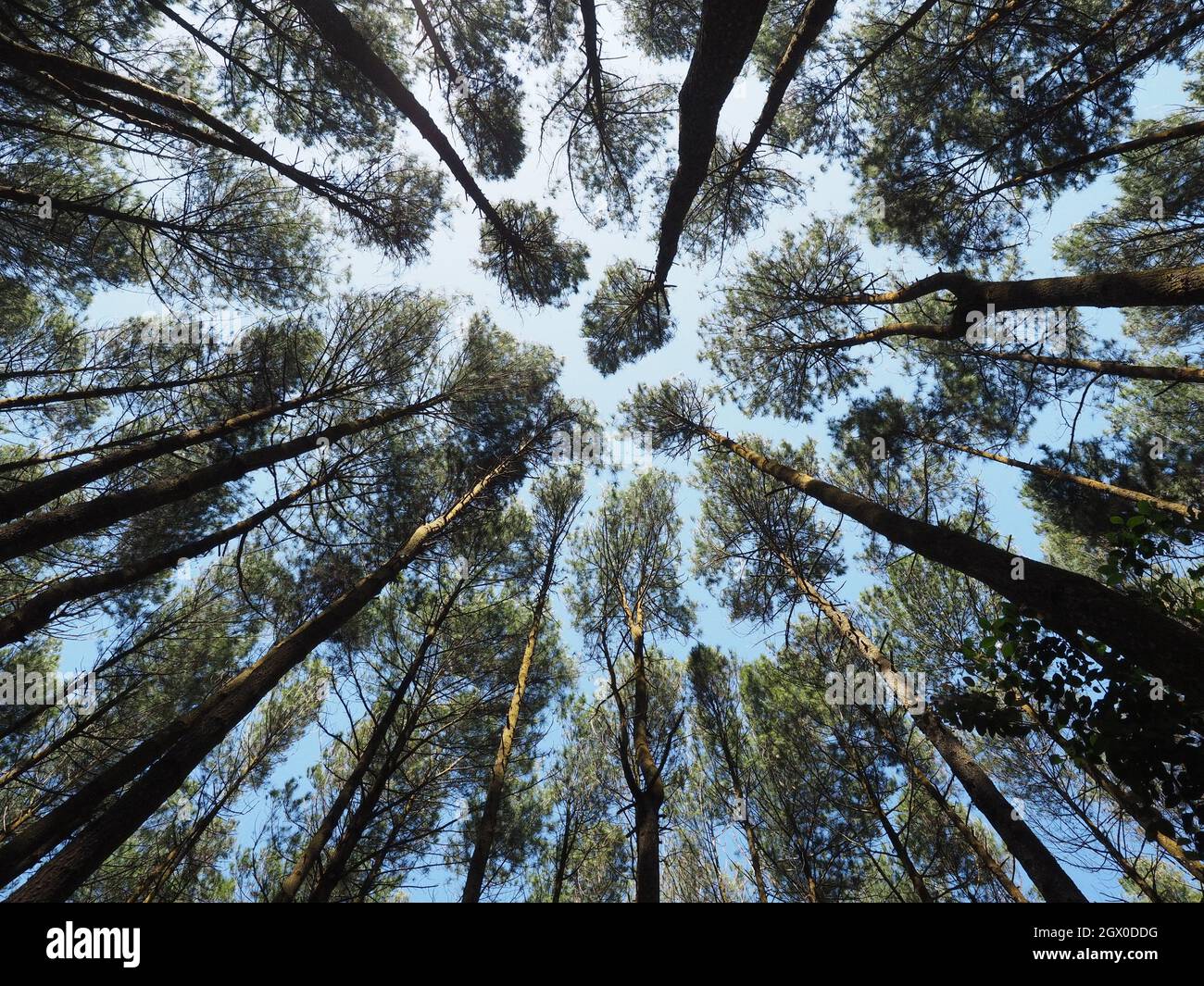 Low Angle View Of Pine Trees Showing Crown Shyness During Daylight