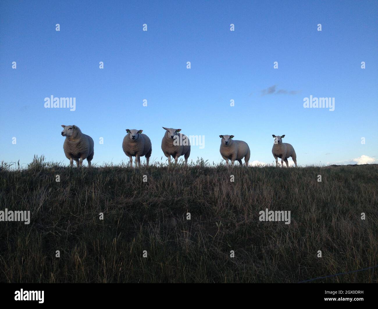 Flock Of Sheep On Field Stock Photo