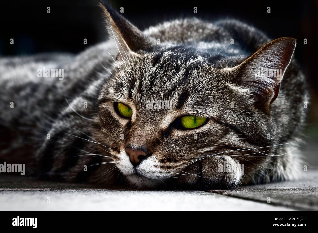 The tabby cat lies on the old paving slabs Stock Photo - Alamy