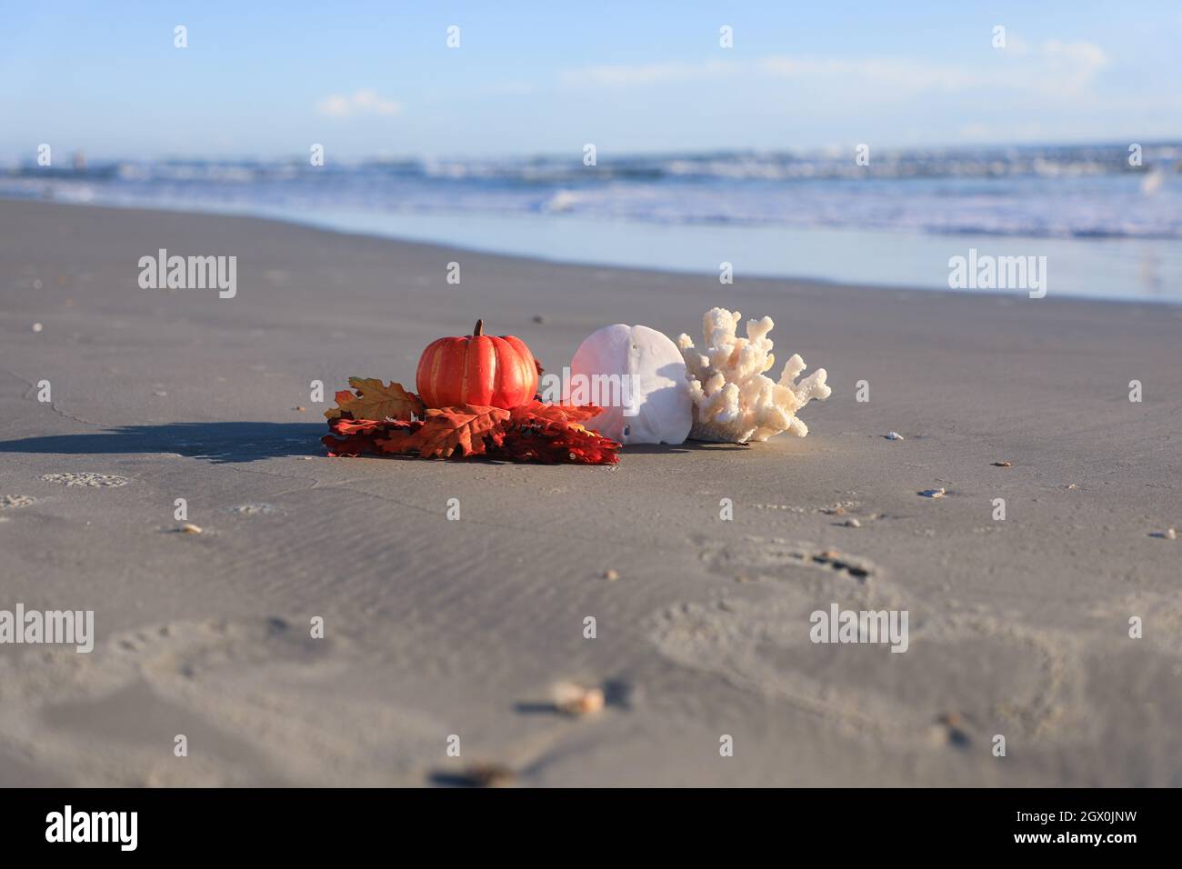 Fall on the Beach Ocean Shore Seashells Thanksgiving Blessings Stock Photo
