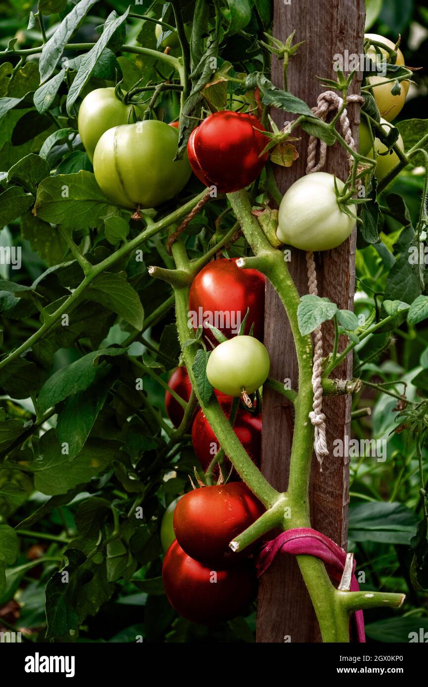 Close up bunch tomatoes vertical hi-res stock photography and images ...