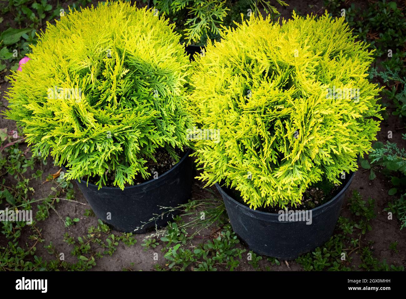 Two young yellow decorative thuja in pots before planting. Stock Photo