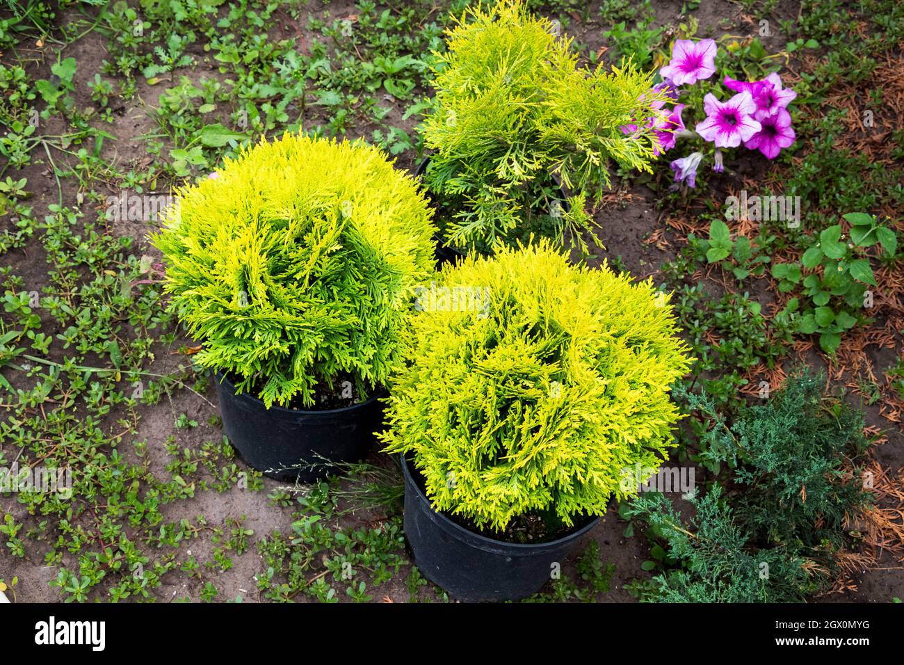 Three young yellow decorative thuja in pots before planting. Stock Photo