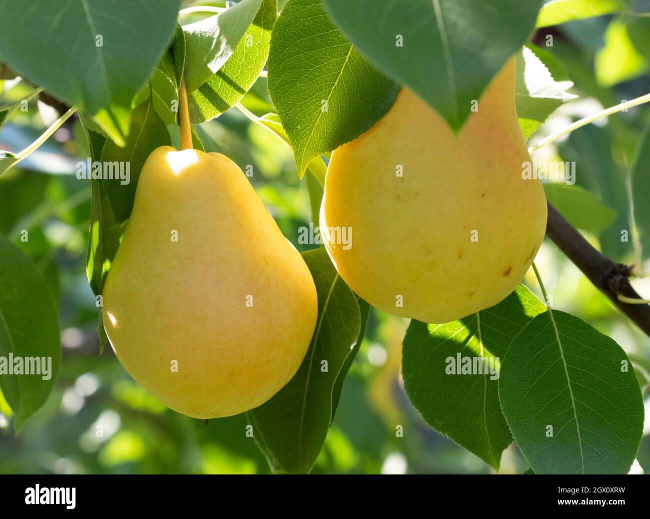 Ripe organic pears hanging hi-res stock photography and images - Alamy