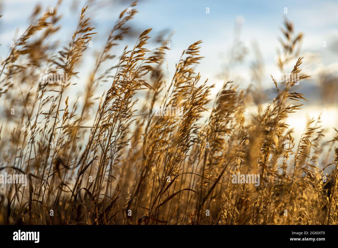 Selective soft focus of a dry grass blowing on the wind at golden sunset light Stock Photo