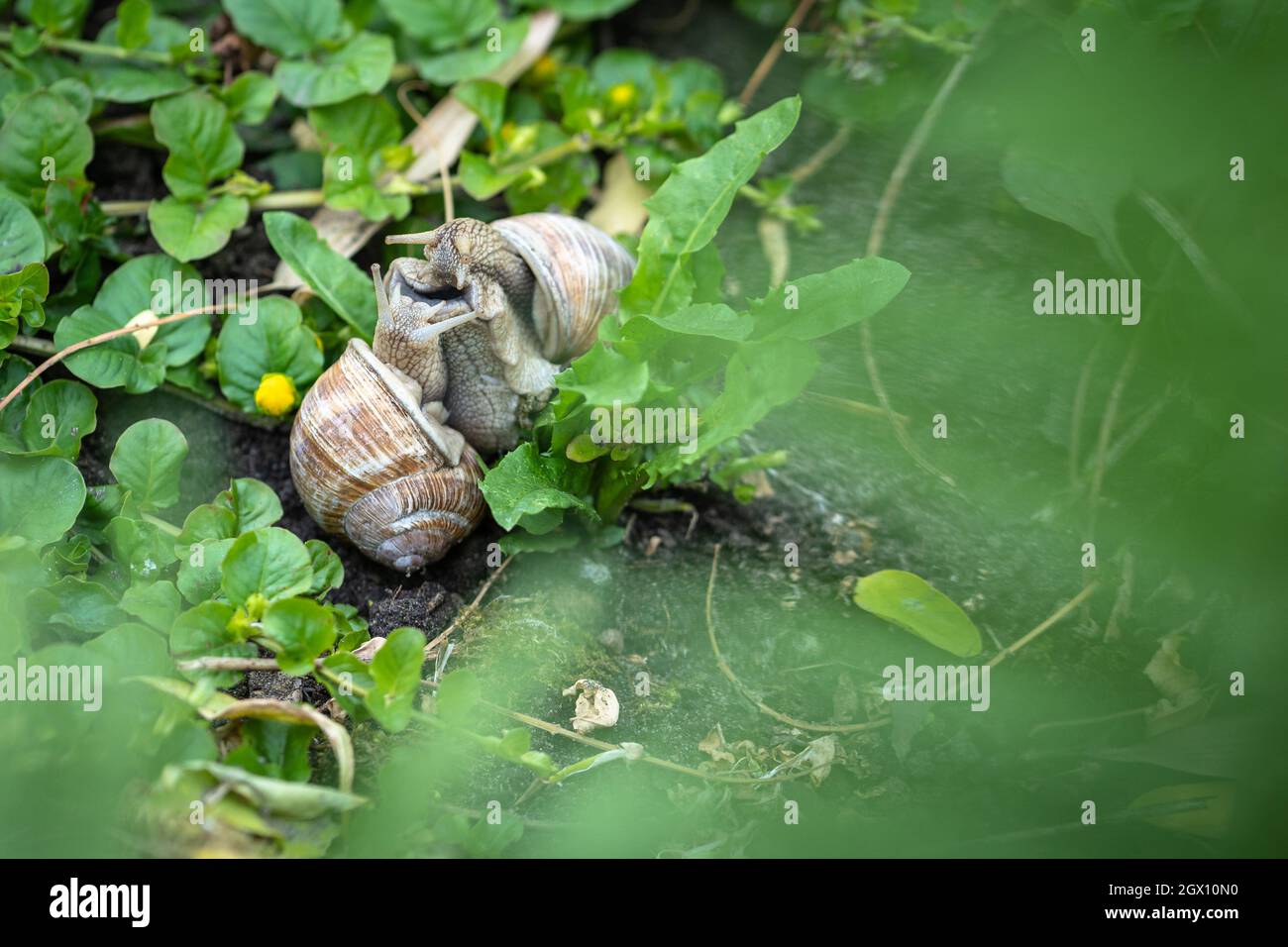 Two snails mating hires stock photography and images Alamy