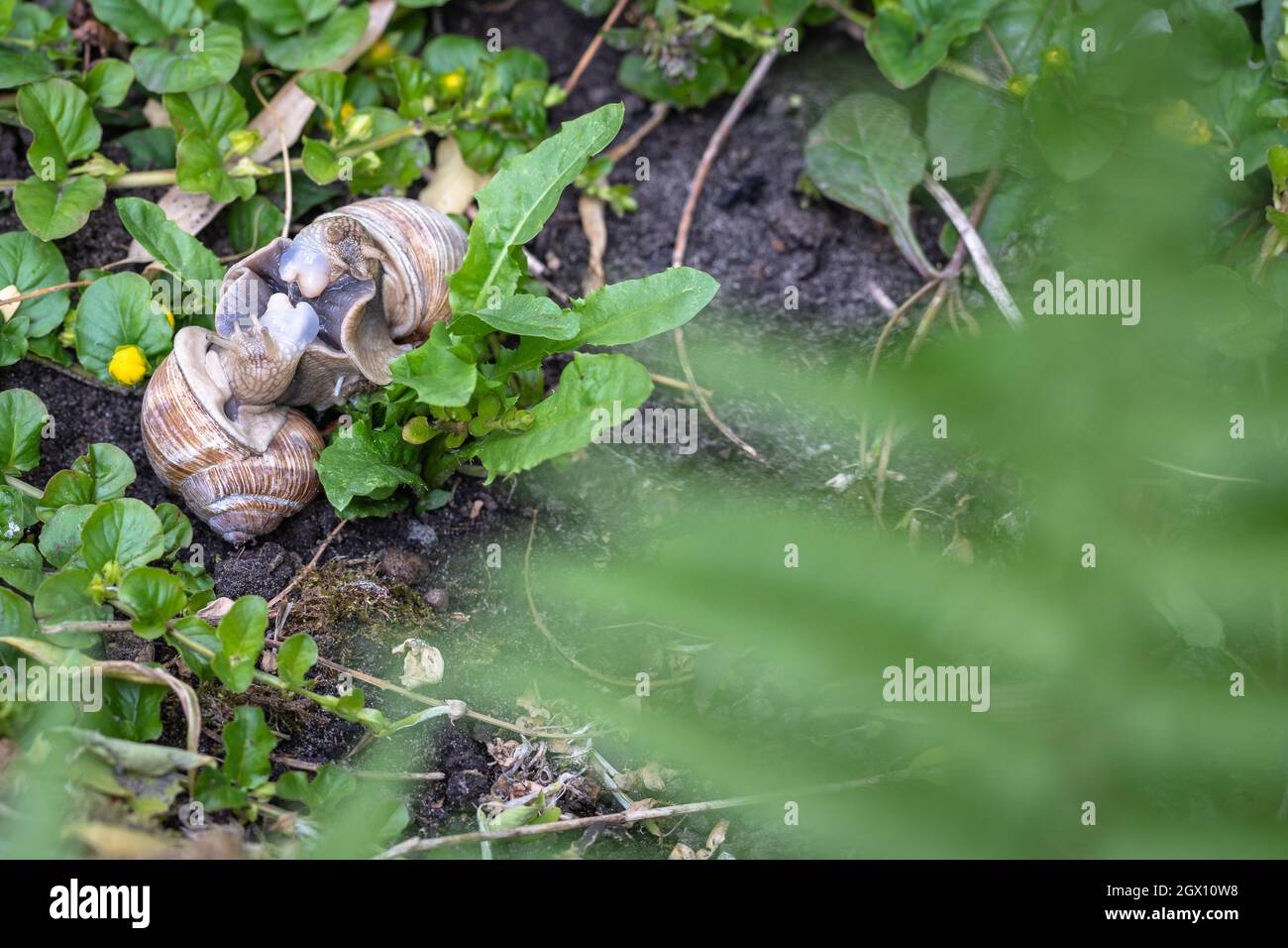 Roman snail mating hires stock photography and images Alamy