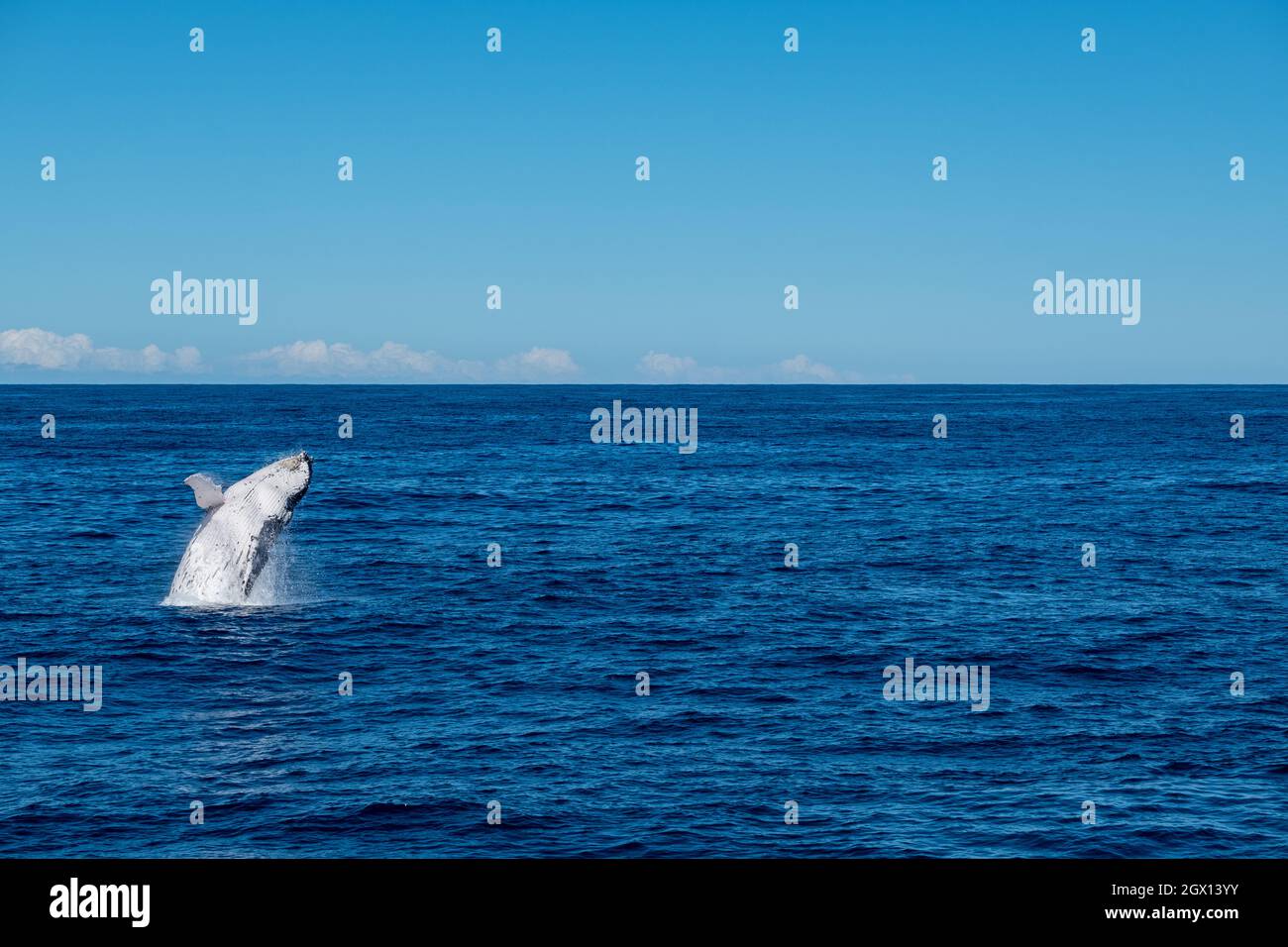 Humpback whale breaching new zealand hi-res stock photography and ...
