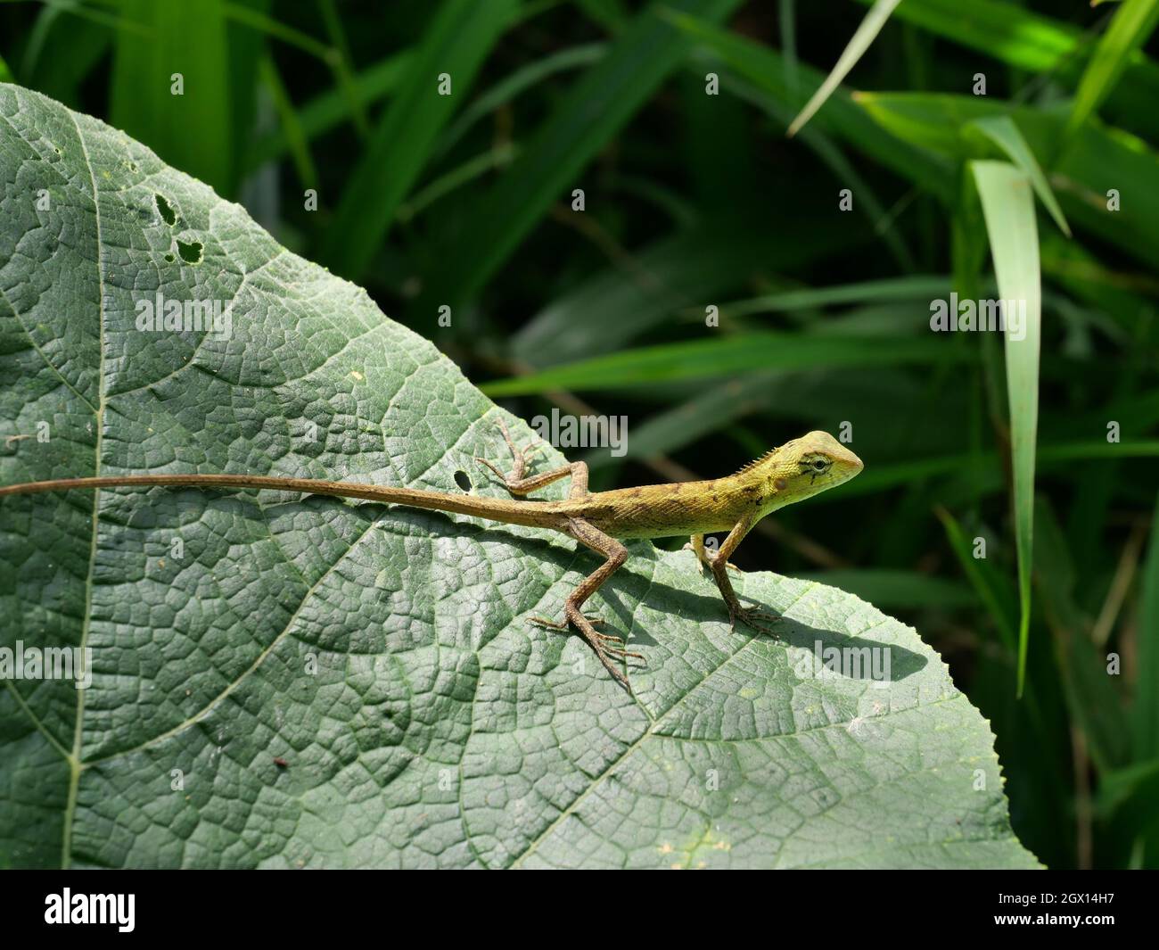 Closeup young Oriental garden or Eastern garden or Changeable lizard, Chameleon with natural green leaves in the background, Thailand Stock Photo