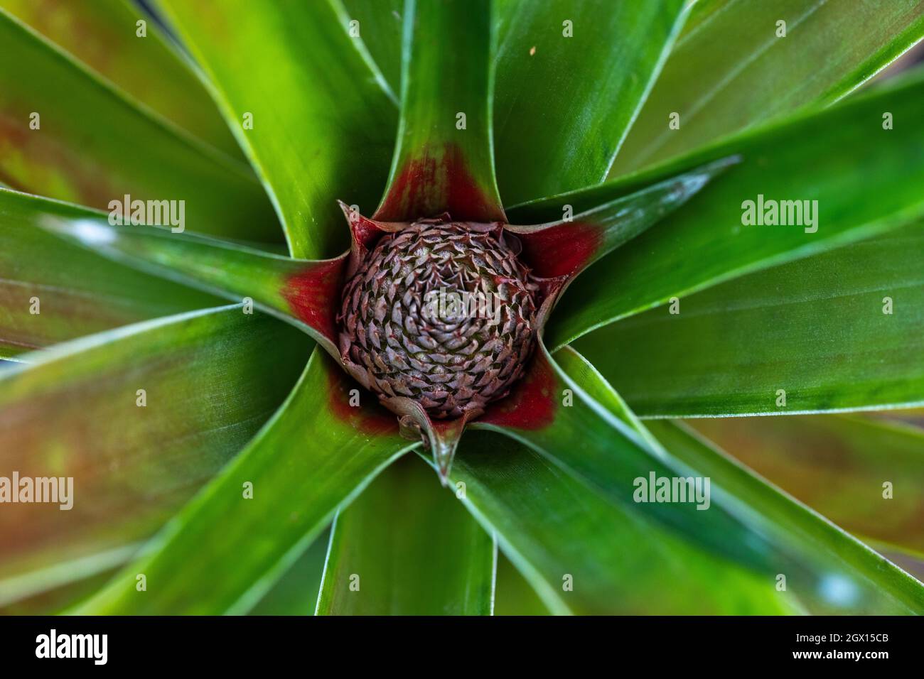 Organic Pineapple growing in Kauai Hawaii Stock Photo Alamy