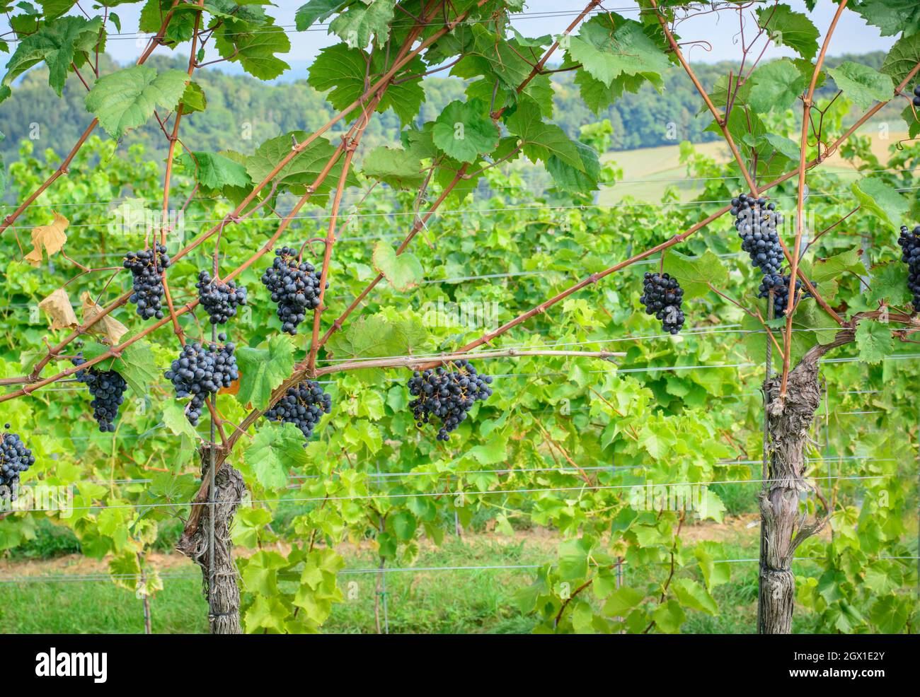 Grapes horizontal hires stock photography and images Alamy
