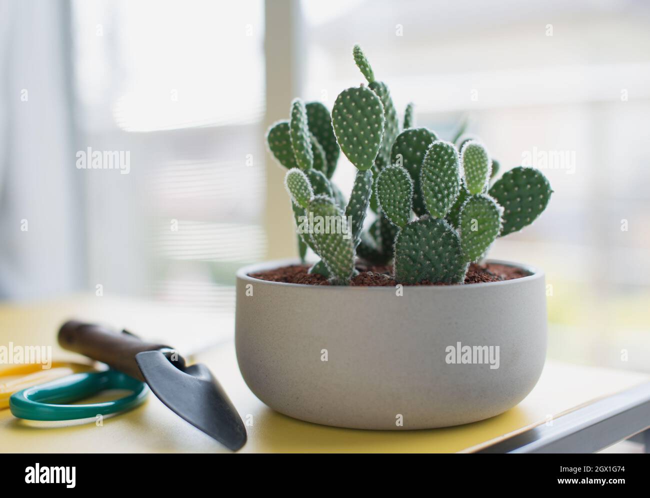 Bunny ear prickly pear hires stock photography and images Alamy