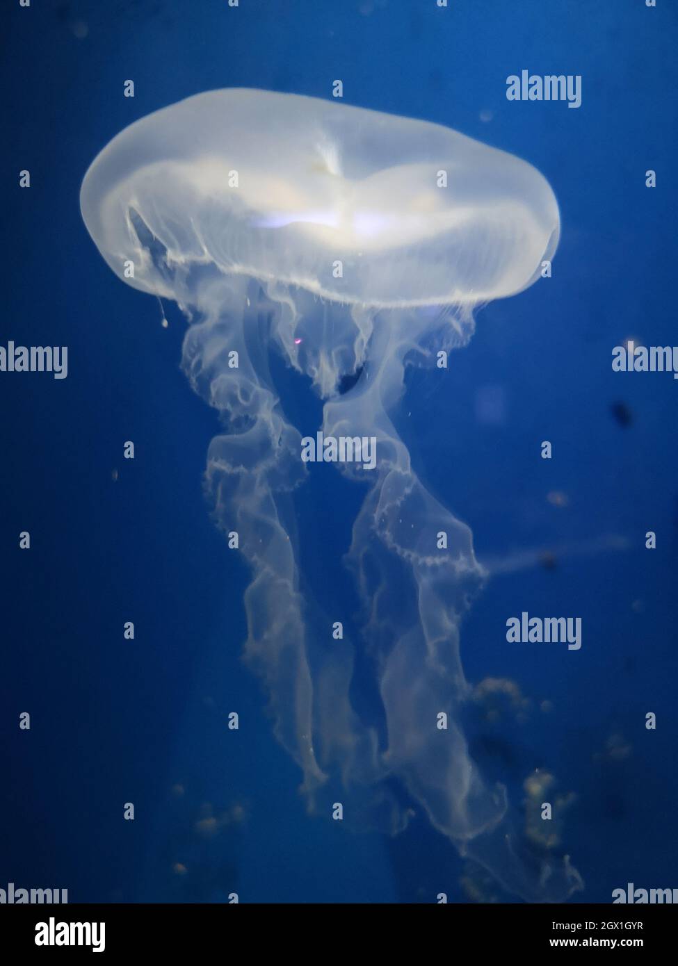 Close-up Of Jellyfish Swimming In Tank Stock Photo