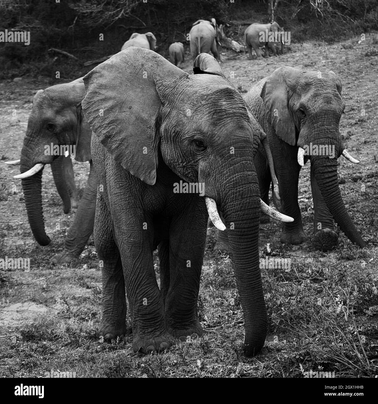 Elephants Black And White Stock Photo Alamy