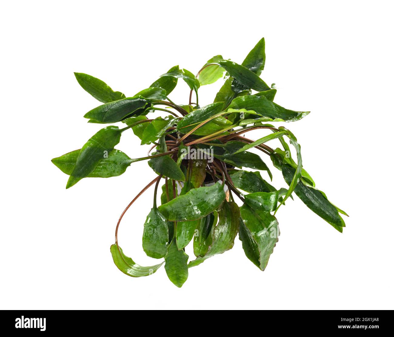 Cryptocoryne affinis in front of white background Stock Photo