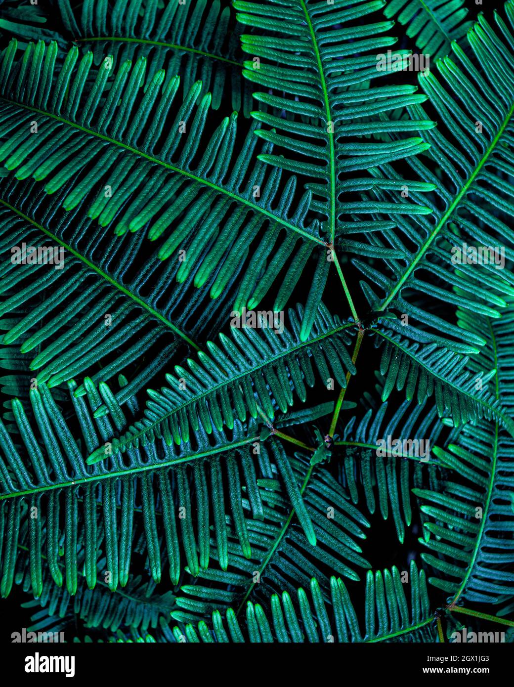 Closeup Nature View Of Tropical Fern Leaf Background, Dark Green Wallpaper Concept Stock Photo - Alamy Closeup Nature View Of Tropical Fern Leaf Background, Dark Green Wallpaper Concept Stock Photo - Alamy
