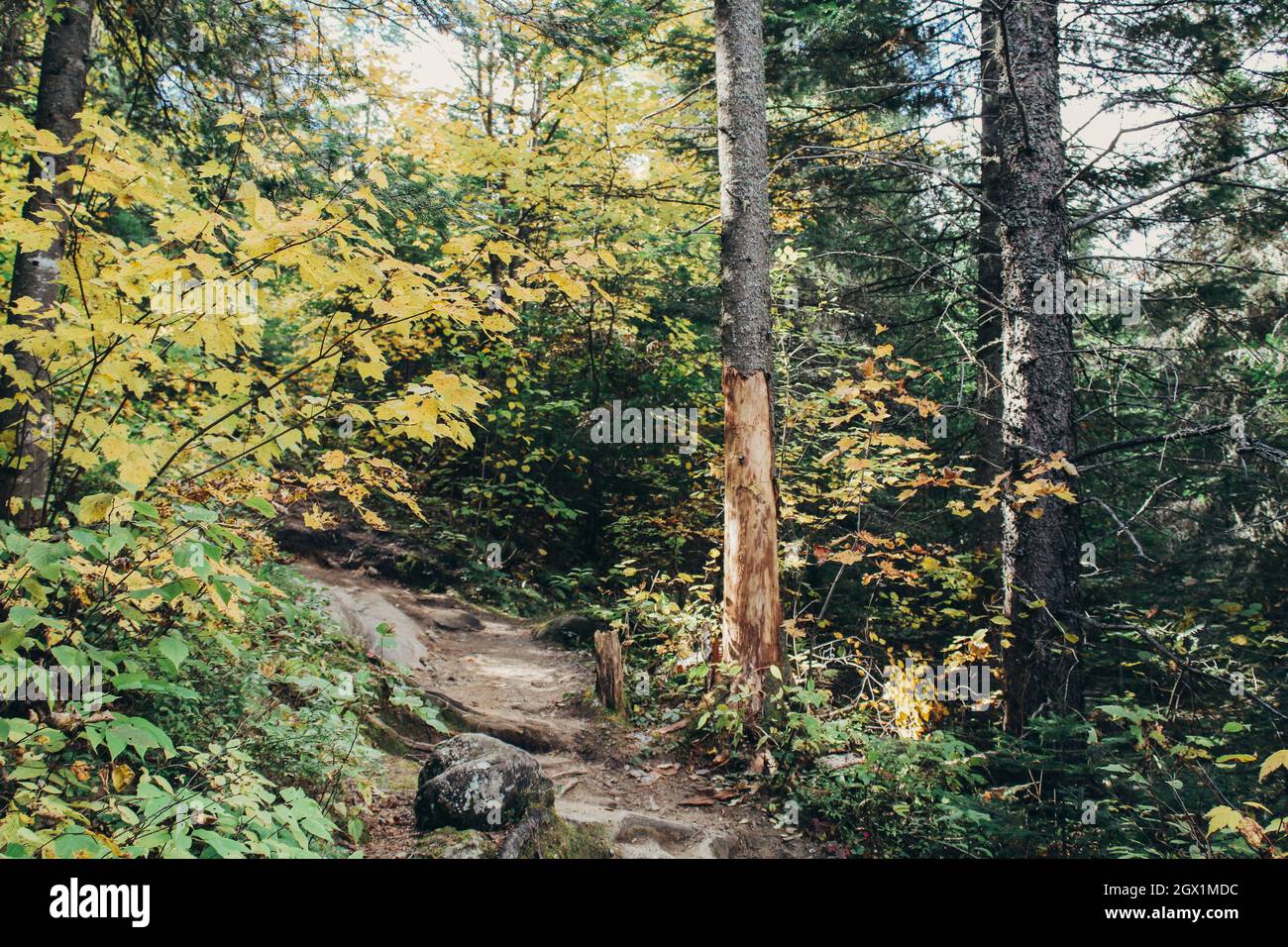 national park during fall in canada Stock Photo - Alamy