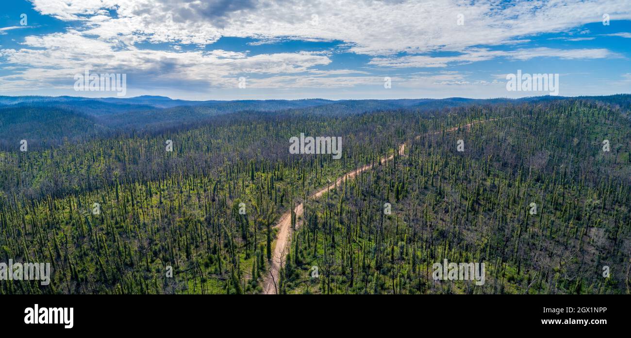 Snowy River National Park Forest After Bushfires In Victoria, Australia - Aerial Panorama Stock Photo