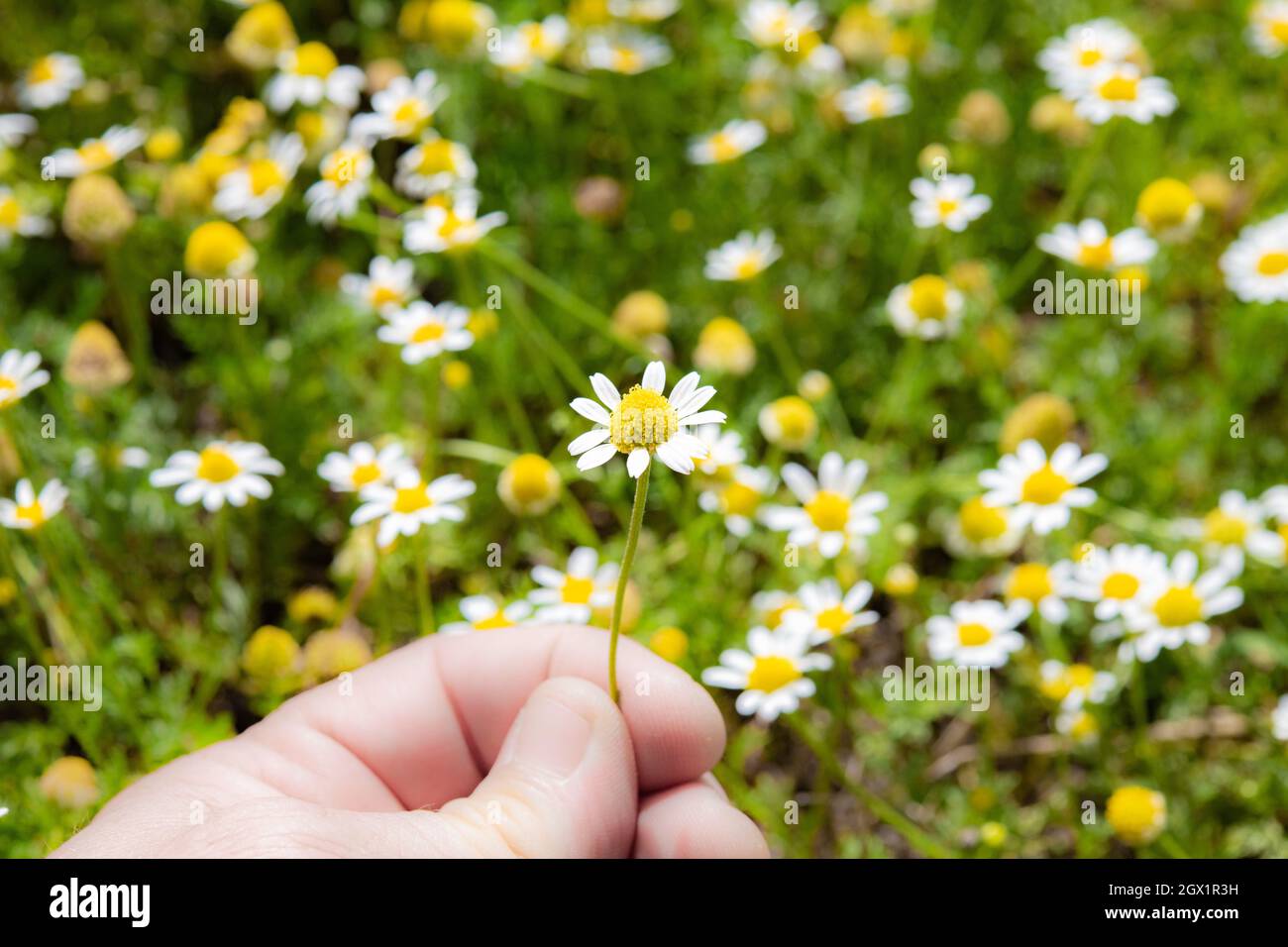 Cropped Hand Holding Flowers Against Plants Stock Photo