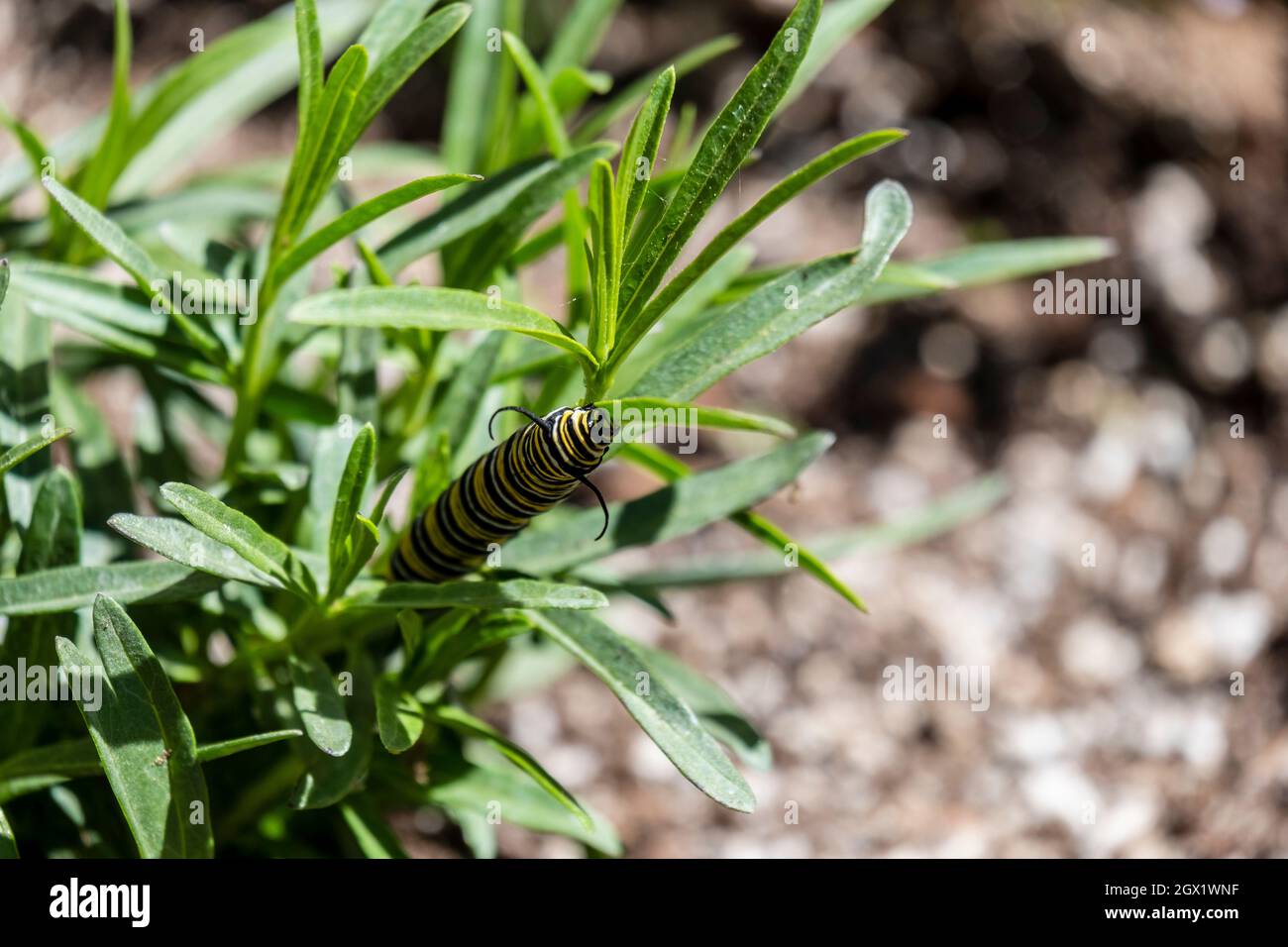 Western Monarch Butterfly caterpillar eating Ascplias fascicularis
