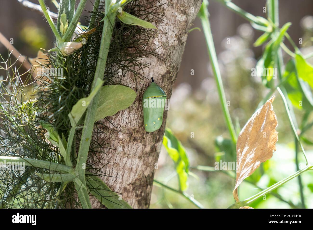 Western Monarch Butterfly, Danaus plexippus, early Chrysalis stage, close up attached to a tree trunk in a California home garden Stock Photo