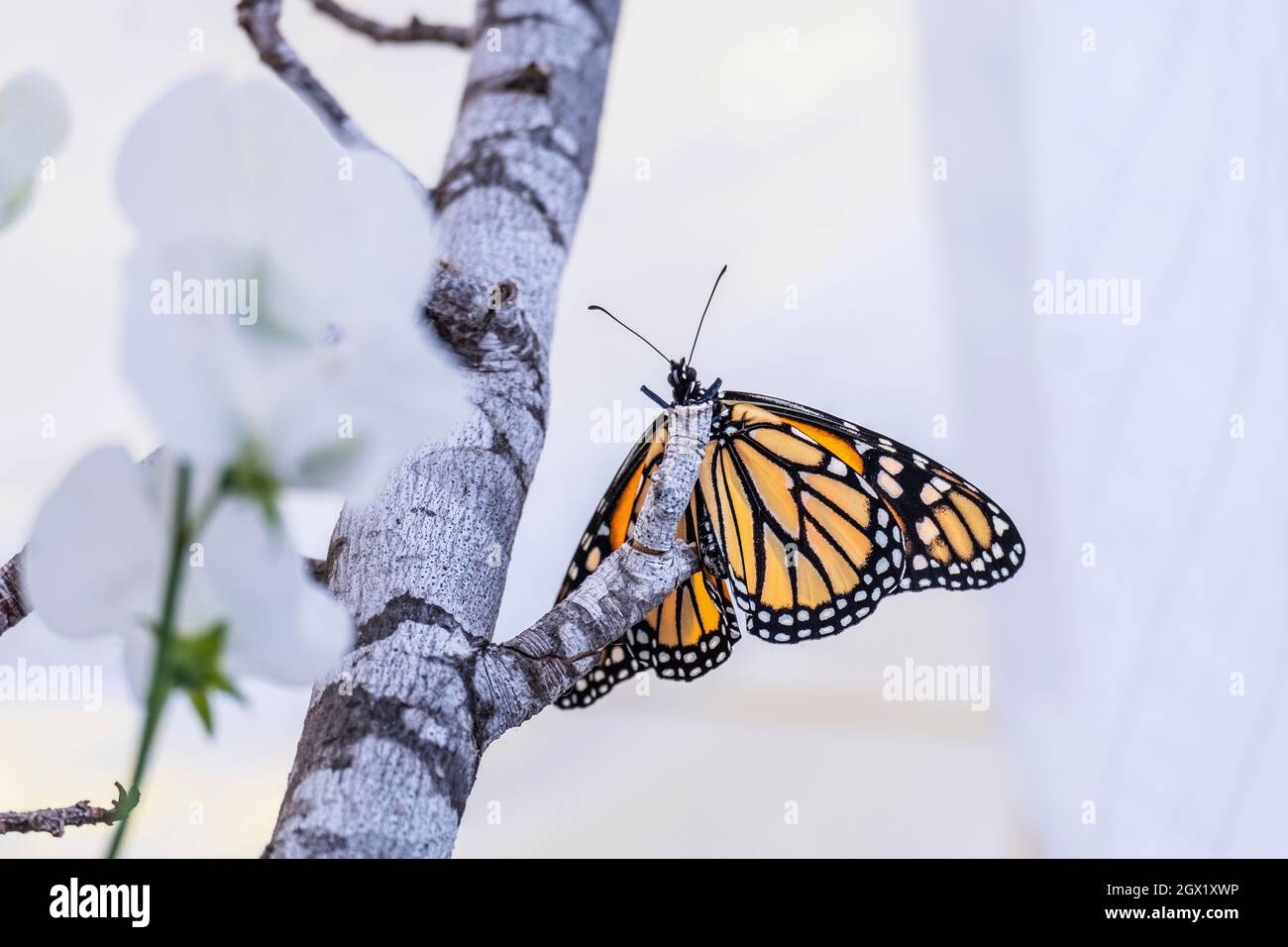Western Monarch Butterfly, Danaus plexippus, adult, view from underneath, close up in a misty white California home garden , clinging  to a twig looki Stock Photo