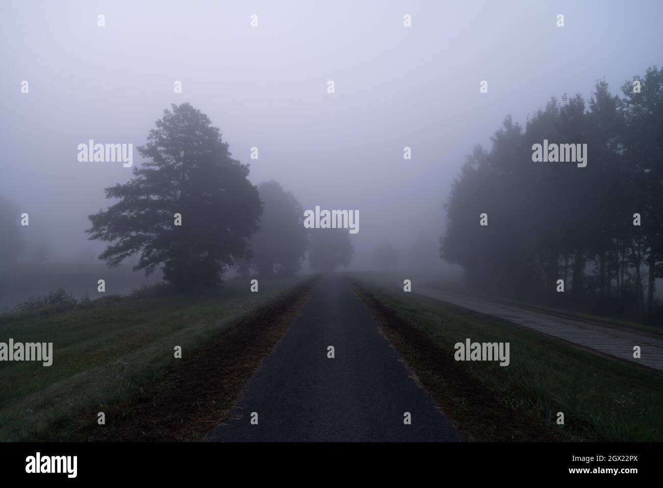 Empty asphalt road through the forest on a misty day Stock Photo - Alamy