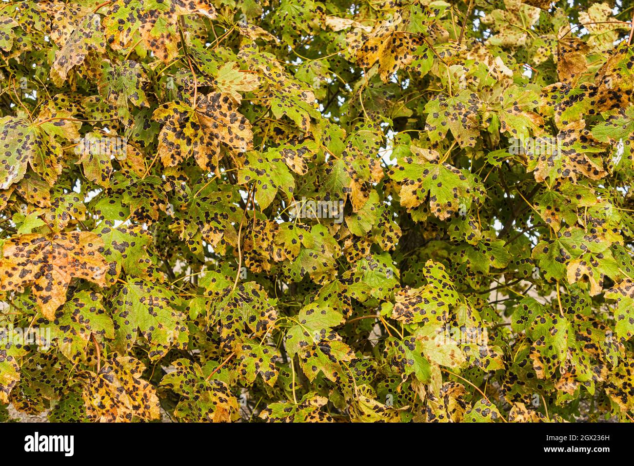 Fungal pathogen Rhytisma acerinum or tarspot fungus, on Acer pseudoplatanus or Sycamore leaves in UK Autumn. Stock Photo