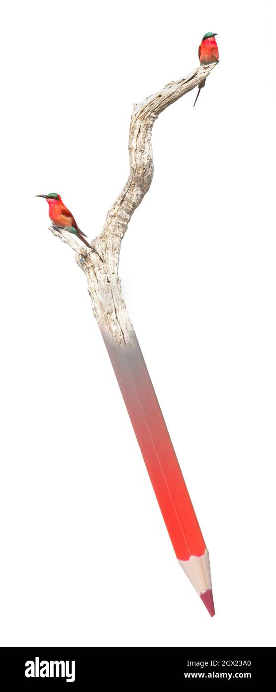 Northern Carmine Bee-Eater (Merops nubicus) on a pencil, isolated on white Stock Photo