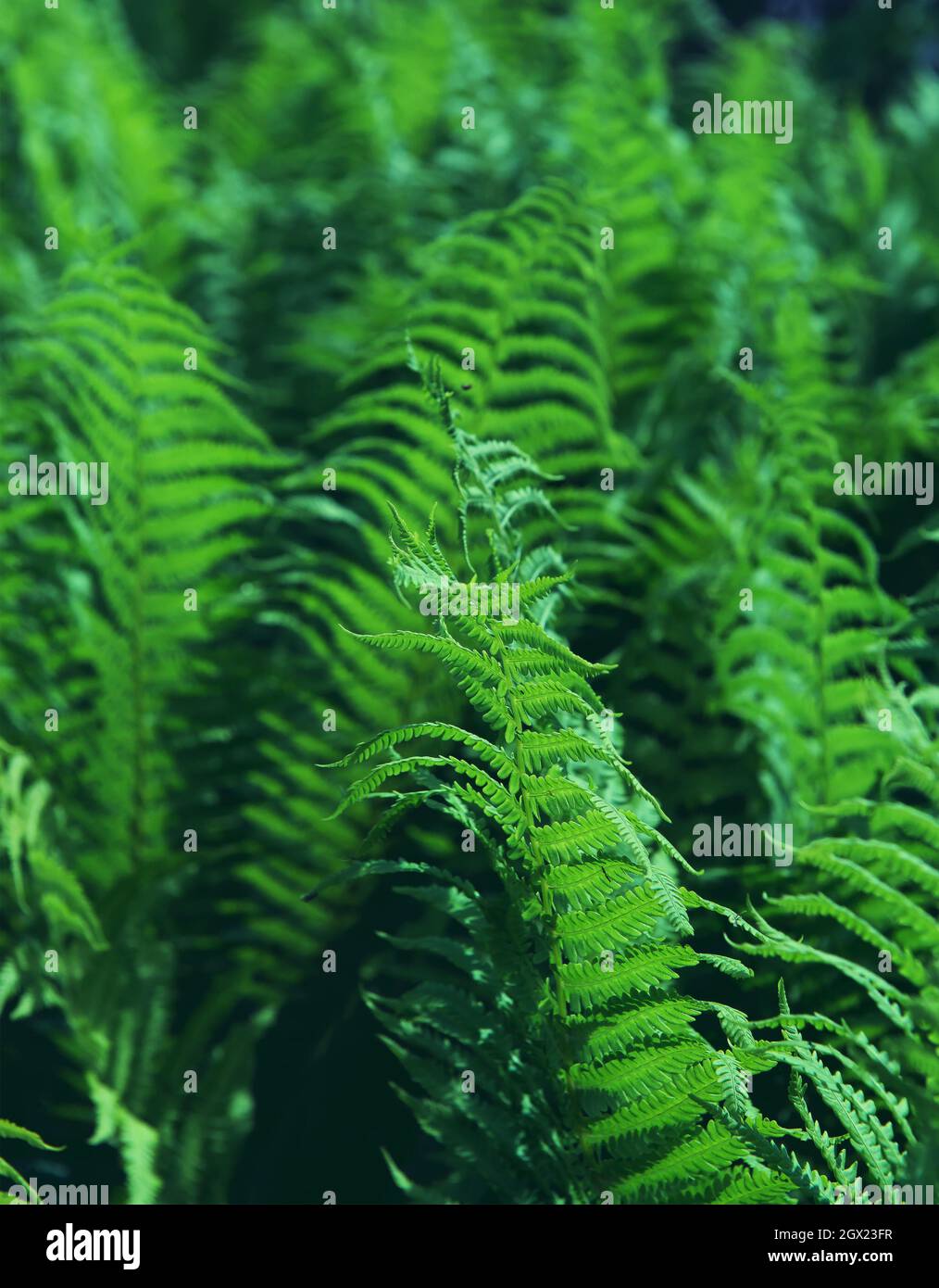 Ferns growing night fern hi-res stock photography and images - Alamy