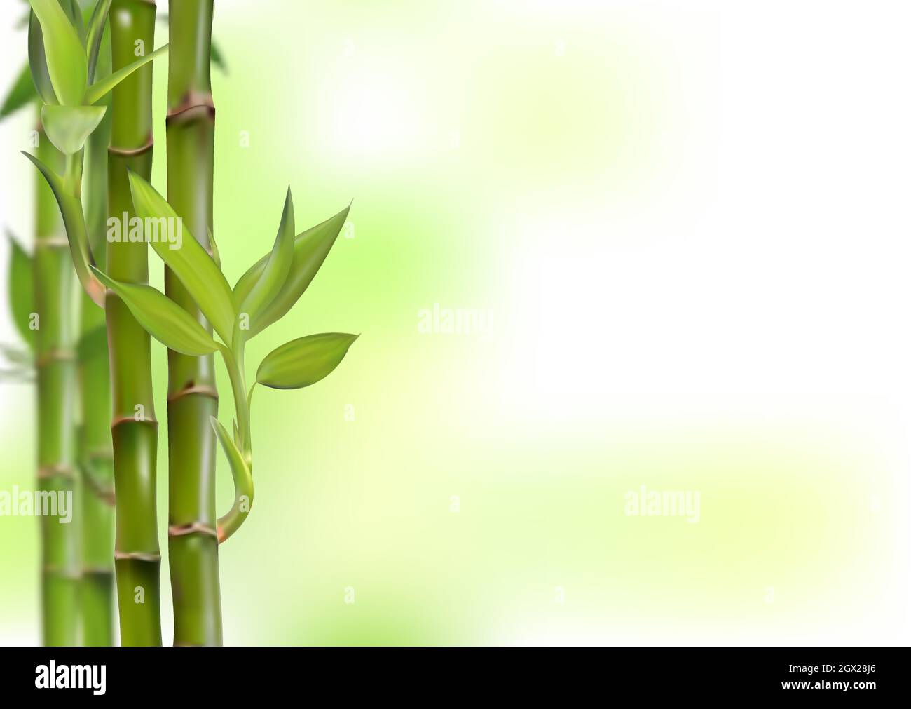 Bamboo Vector Art, Bamboo, Art, Bamboo Leaves PNG and Vector with  Transparent Background for Free Download, image size:1300x1011