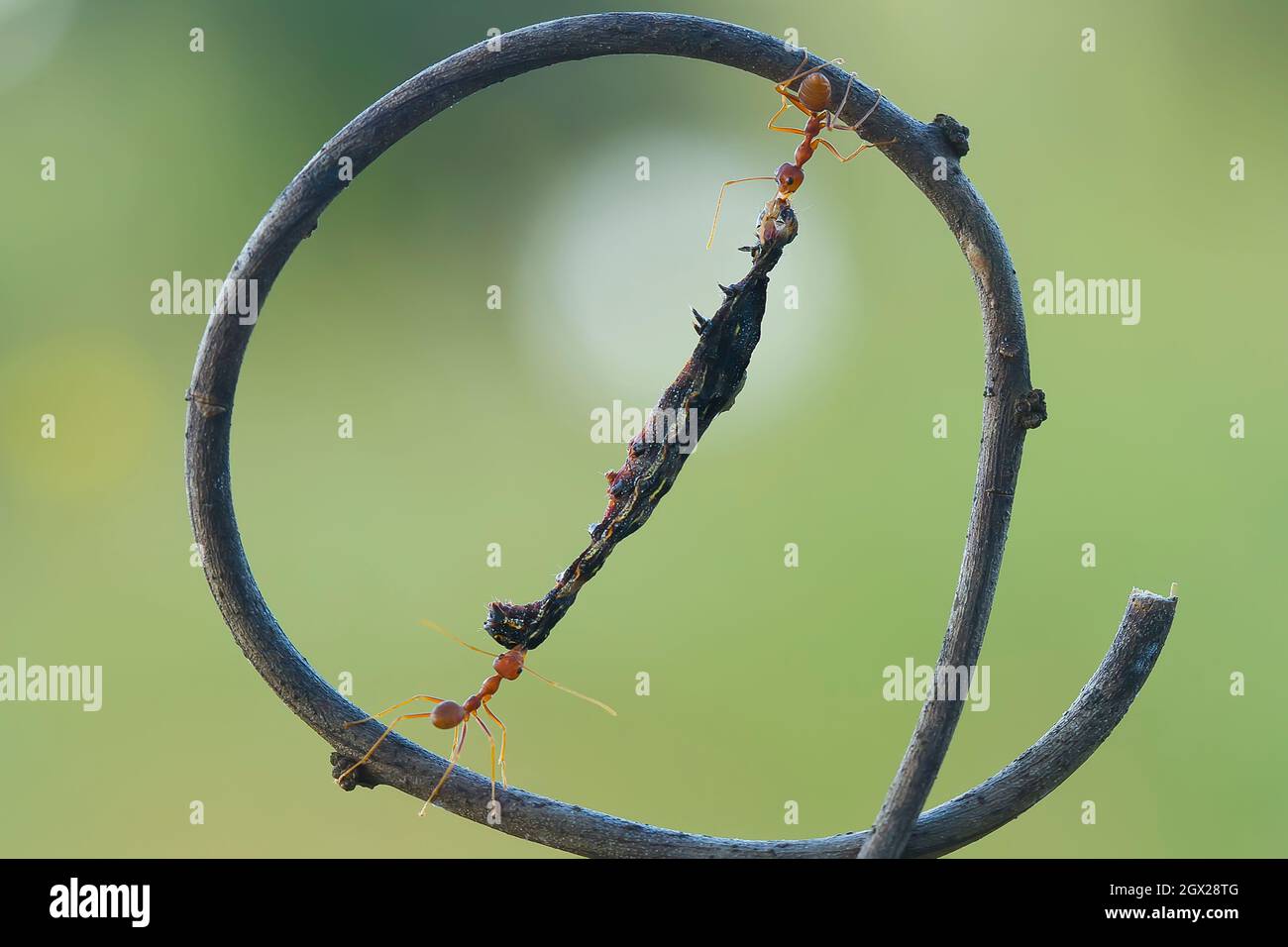 Red Ant Eating Caterpillar On Branch Stock Photo Alamy