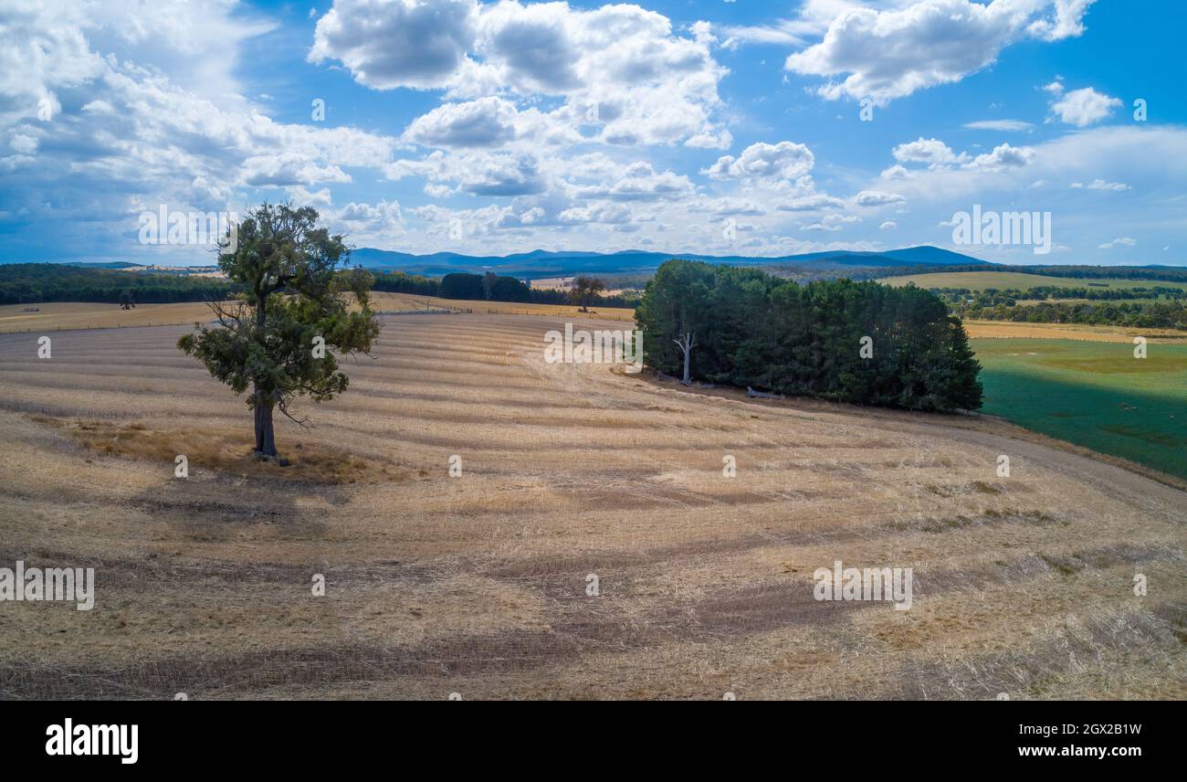 Tree Growing In The Middle Of  Field With Mountains On The Background Stock Photo