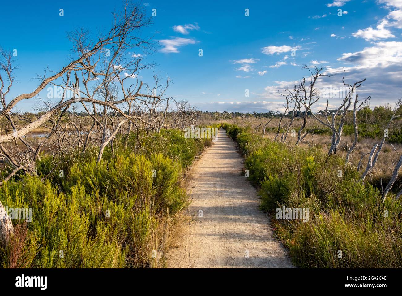 Walking Trek In Native Australian Coastal Wetlands With Bare Trees And Bush On Bright Summer Day Stock Photo