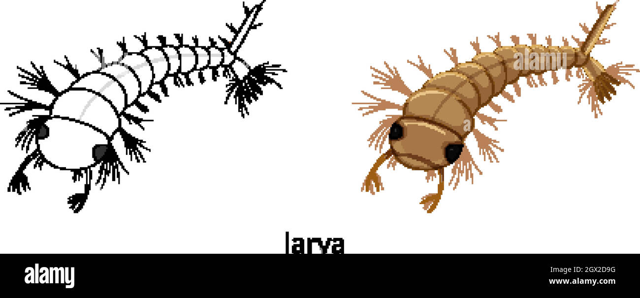 Mosquito larva in colour and doodle isolated Stock Vector Image \u0026 Art -  Alamy, image size:1300x606
