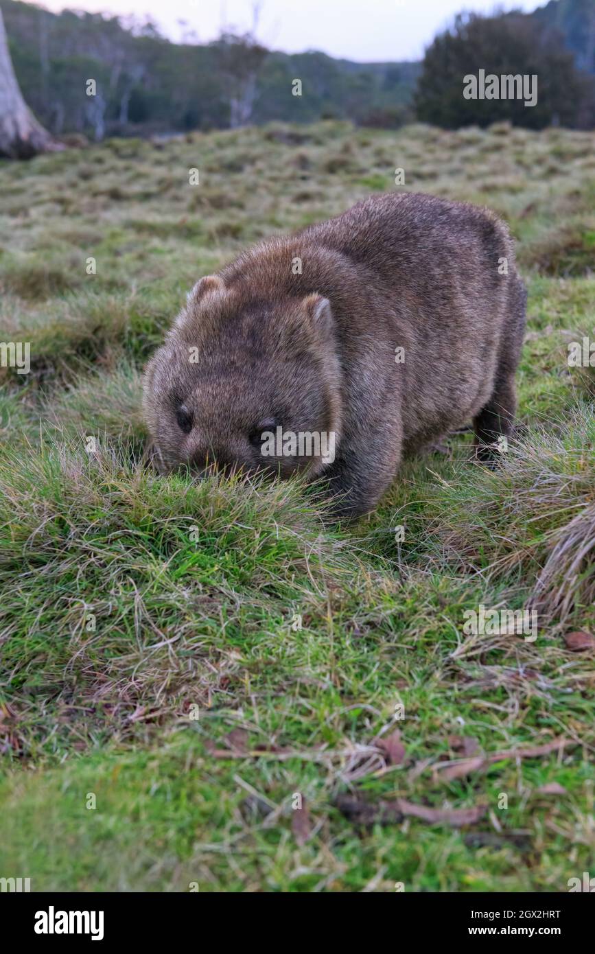 A low angled view of a large wombat feeding on grasses in the Cradle Mountain National Park in Tasmania Stock Photo