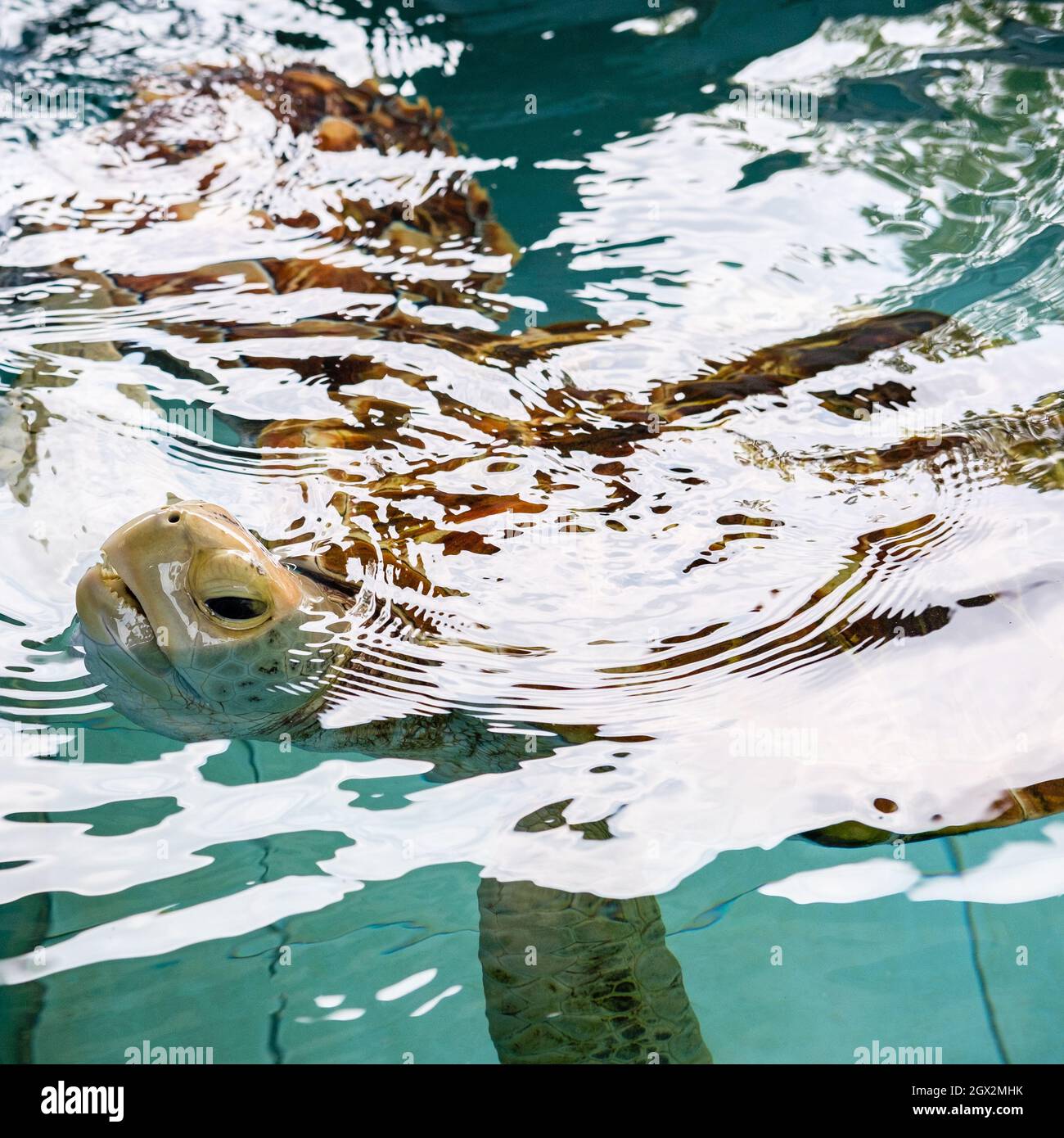 Sea Turtle Swimming In The Pond, Raise Its Heads Above The Water At Sea