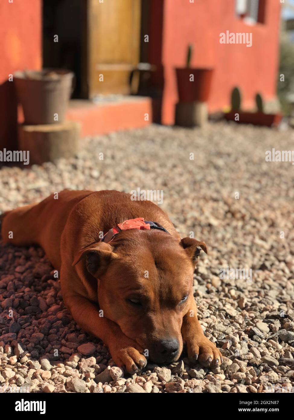 Sleeping staffordshire bull terrier hi-res stock photography and images ...