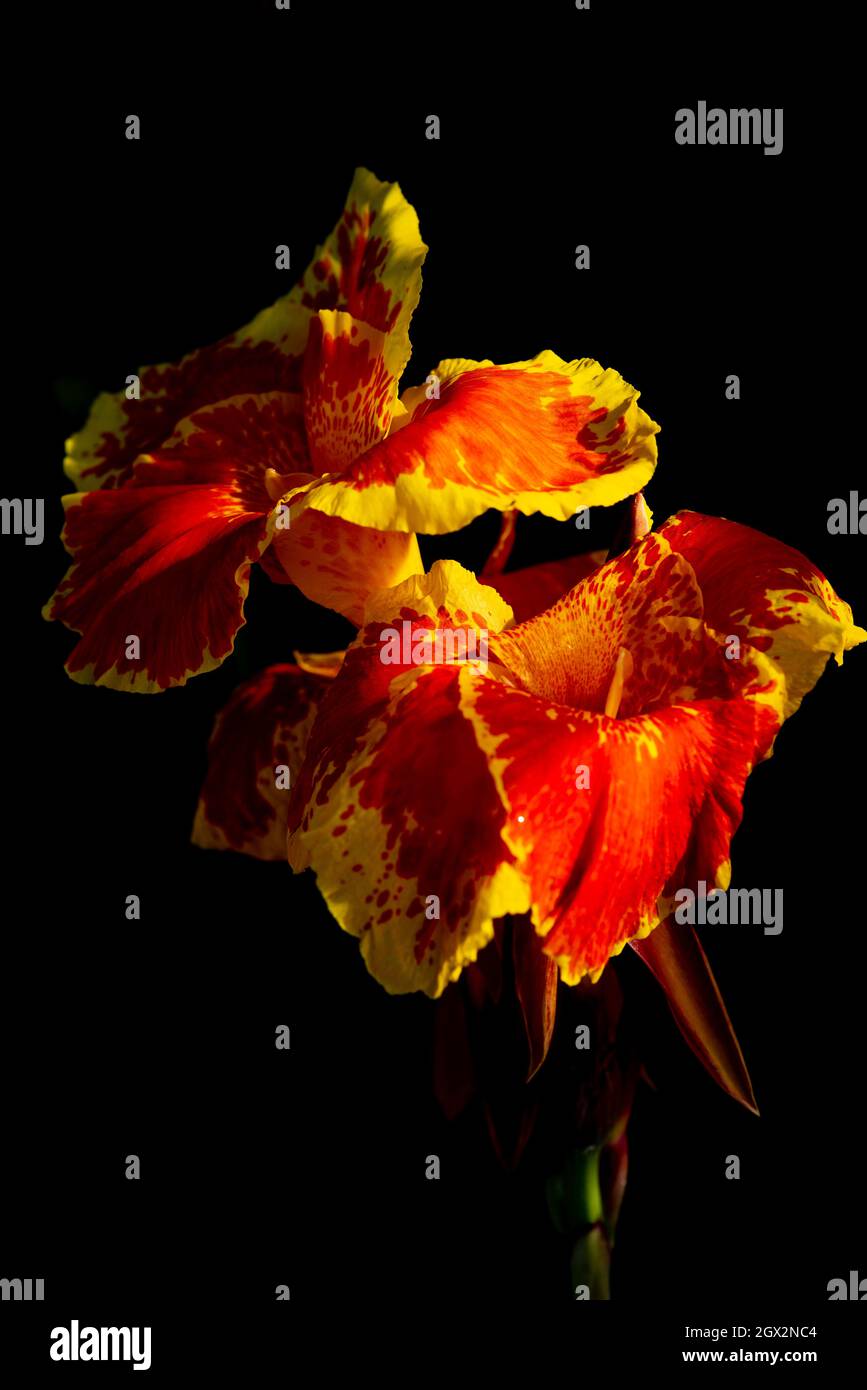 Beautiful orange-red with yellow edge tropical flower against a black background. Canna flower is also called canna lily. Stock Photo