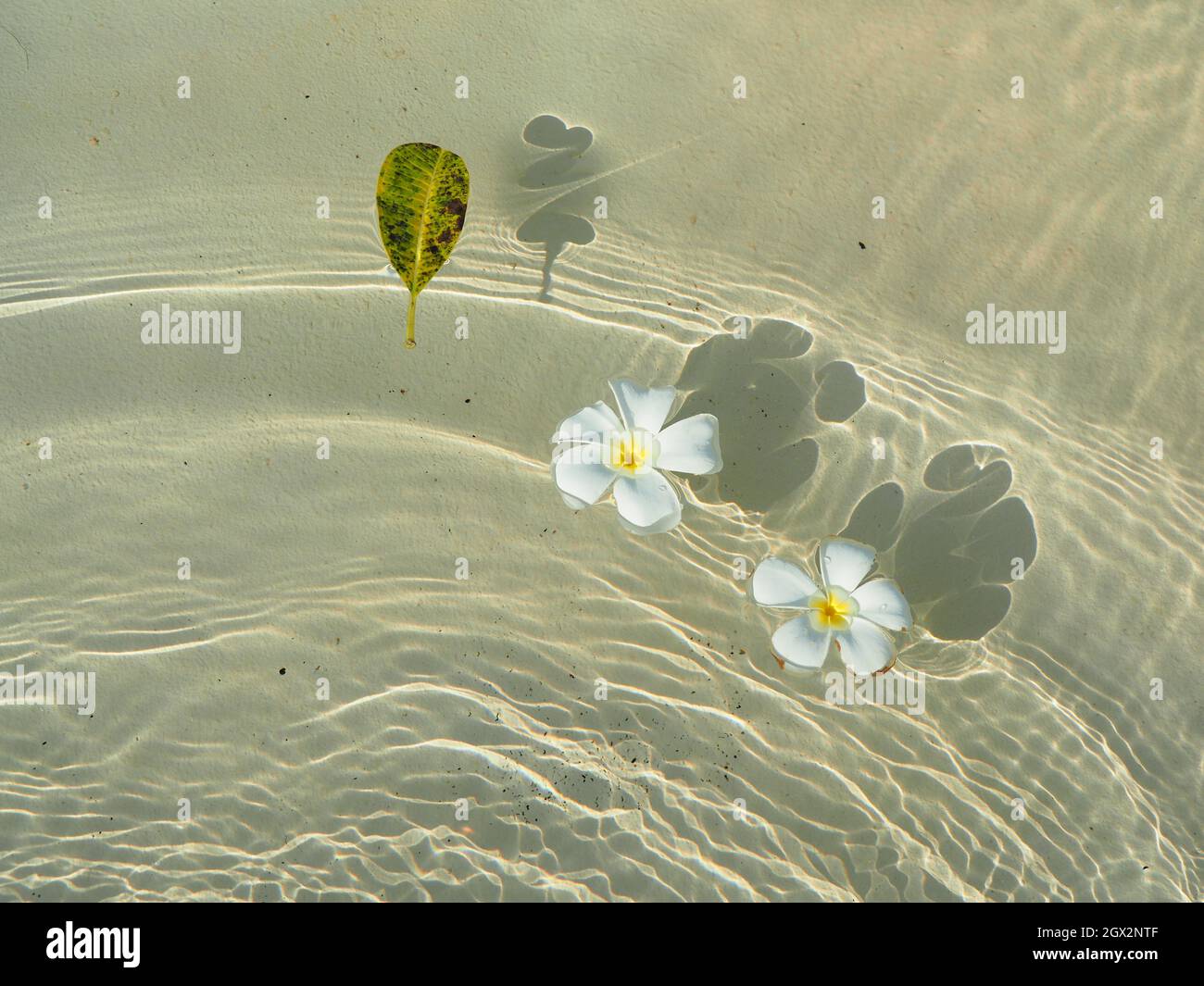 Plumeria Pool Water Summer Hi Res Stock Photography And Images   Alamy