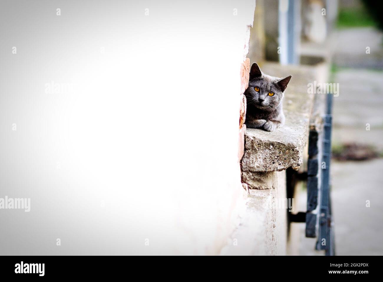 Portrait Of Cat Sitting On Wall Stock Photo
